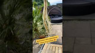 Look at the tap roots on this OMG foryou gardening allotmentlife shortsvideo shortsviral [upl. by Hnaht]