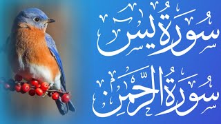 Surah Yasin Surah Rahman 💛 سورة يس ، سورة الرحمن very Relaxing voice Ep08 [upl. by Murielle]