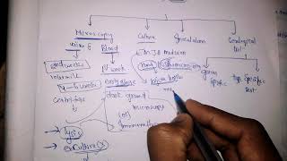 Laboratory diagnosis of leptospira [upl. by Cavit32]