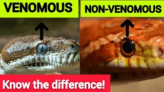 10 Differences between Venomous and Non Venomous Snakes [upl. by Silbahc]