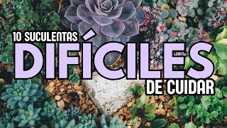 10 Suculentas DIFÍCILES DE CUIDAR [upl. by Biddie]