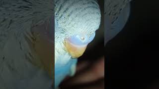 Cute baby budgies video💓💫🐦 [upl. by Magen284]