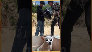 Needhana basheeru😂😂  Tikos reaction Tikopiko tikopiko funny chihuhua reels shortsshortvideo [upl. by Nodnol]