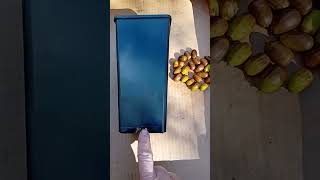 Sowing Acorns from Eoin Reardon deep pots for their tap roots [upl. by Lorelei]