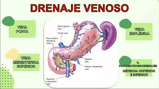 ANATOMÍA EMBRIOLOGÍA HISTOLOGÍA Y FISIOLOGÍA DEL PÁNCREAS [upl. by Wandie]