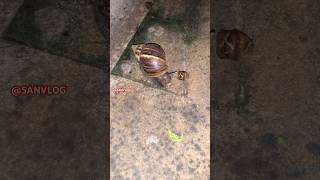 Snails eat food 🐌 animals nature shortvideo toad millipede snail cute sanvlog ants [upl. by Jenks32]