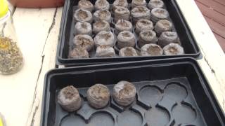 DIY Marigolds Tagetes patula How to grow your own Part 1 [upl. by Dahsra985]