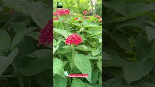 Pentas Lanceolata 🌸🌸🌸 nature trending flowers trending foryou shorts shortvideo [upl. by Ellierim]