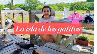 Fuimos a la ISLA DE LOS GATOS Tashirojima  Vlog en Miyagi Japón [upl. by Ainezey]