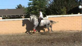 HUMMER2010 IFSHA World Champion Warlander Stallion FOR SALE [upl. by Nabatse]