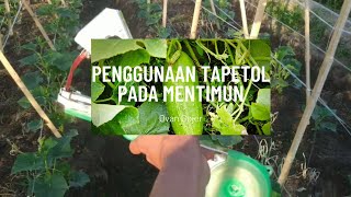 Penggunaan Tapetool pada mentimun❗️ pertanian harvest gardening [upl. by Dotti]