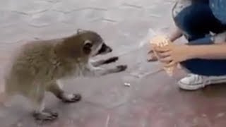 Raccoon steals food [upl. by Waterman]