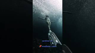 freediving moalboal uwphotography freedivephotography sardinerun [upl. by Ical123]