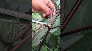 Datura fruit cutting [upl. by Estey397]