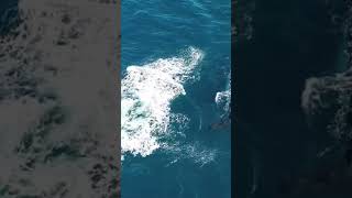 Playful calf at Clovelly Beach 22nd September 2024 [upl. by Nevetse]