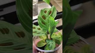 Releasing the babies maranta alocasia [upl. by Harhay]