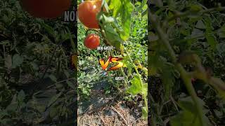 Pourquoi greffer ses plants de tomates  culture jardin tomate [upl. by Ariet264]