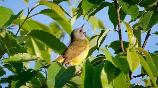 Mourning Warbler Song 13 June 2021 [upl. by Trinity]