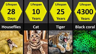 Unbelievable Lifespans How Long Do Animals Really Live [upl. by Yesak]