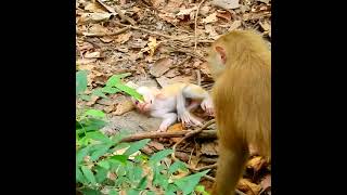 Tantrum 🐒babymonkey monkeylove cutemonkey macaque wildlife monkeyvideo monkeyclip [upl. by Grishilda303]