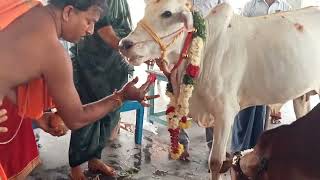 🙏🌹🍌🥥🍉🍎GOMATHALAKSHMIPOOJA NELLORE CITYAP 🙏🌿🌹👉 [upl. by Nahgiem]