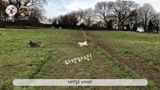 런던 햄스테드 히스 Hampstead Heath in LONDON Dog Walk [upl. by Ennovyahs]