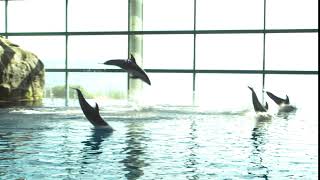 Dolphin Jump [upl. by Abel]