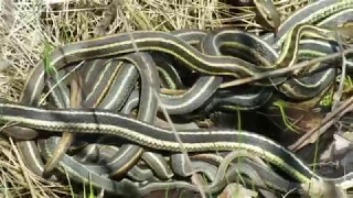 Breeding Eastern Gartersnakes [upl. by Llewxam819]