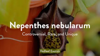 Nepenthes nebularum Controversial Rare and Mysterious [upl. by Nidia678]