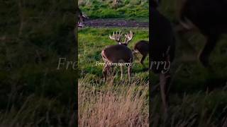 Trophy Whitetails deerhunters whitetailhunt hunting whitetailhunts [upl. by Yrellav482]