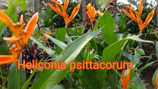 Heliconia plant caring How to propagate EP17 [upl. by Marolda]