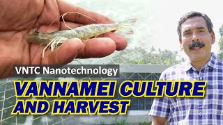 Vannamei Shrimp Culture and Harvest in Kerala  Biofloc [upl. by Nahamas]