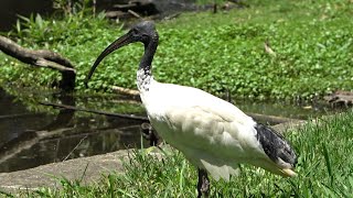 Bin Chicken the Australian Ibis Birds of Australia [upl. by Polloch242]