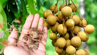 How to Grow Longan at Home for Beginners [upl. by Anielram]