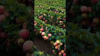 Look at those peaches 777 fruit farming peach garden [upl. by Plossl]