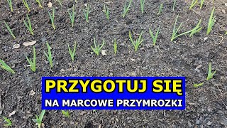 Przygotuj się na Przymrozki w Marcu Mogą paść Warzywa Bratki mogą przestać Kwitnąć Uprawa Roślin [upl. by Nevah]