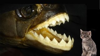 WORLDS BIGGEST PIRANHA [upl. by Banquer]