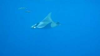 Mobula rescue in Crete Manta like [upl. by Reyam]