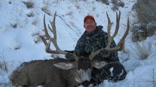 245quot Mule Deer On Antelope Island 37quot Wide  MossBack [upl. by Votaw]