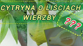 Cytryna Salicifolia  cytrus o liściach wierzby [upl. by Hendren]