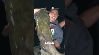 Beautiful Flathead Catfish [upl. by Rehpotsirc]