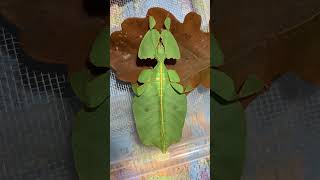 Pulchriphyllium bioculatum Phang Nga 🇹🇭👓 phasmatodea leafinsect leafinsects [upl. by Dirgis229]