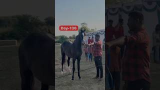 200dayschallenge With Horses Day136200 Mewar mavli mela start 🐎minivlog [upl. by Iffar]