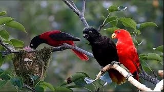 Nature And Wildlife Video – Bird and animal is beautiful creature on our planet [upl. by Orit410]