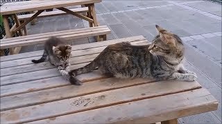 Mama Cats Reaction to her kitten When Kitten biting her tail [upl. by Sillyhp]