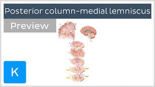 Picture Test in Neuroanatomy Brain Sections 1 [upl. by Terb]