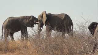 African Elephant Loxodonta africana Ecology [upl. by Carol-Jean]