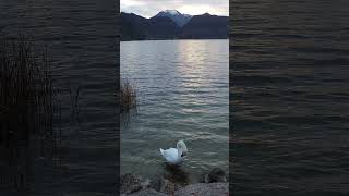 Ein Schwan am Mondsee [upl. by Suzy]