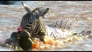 Zebra gets eaten by hungry Crocodiles [upl. by Raama]