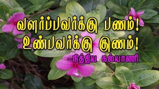 Health Benefits of Nithyakalyani 🌺அரிய பயன்களைத் தரும் மருத்துவச்செடி [upl. by Aihtenak]